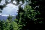 pretty picture