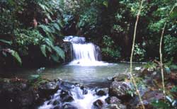 pretty picture